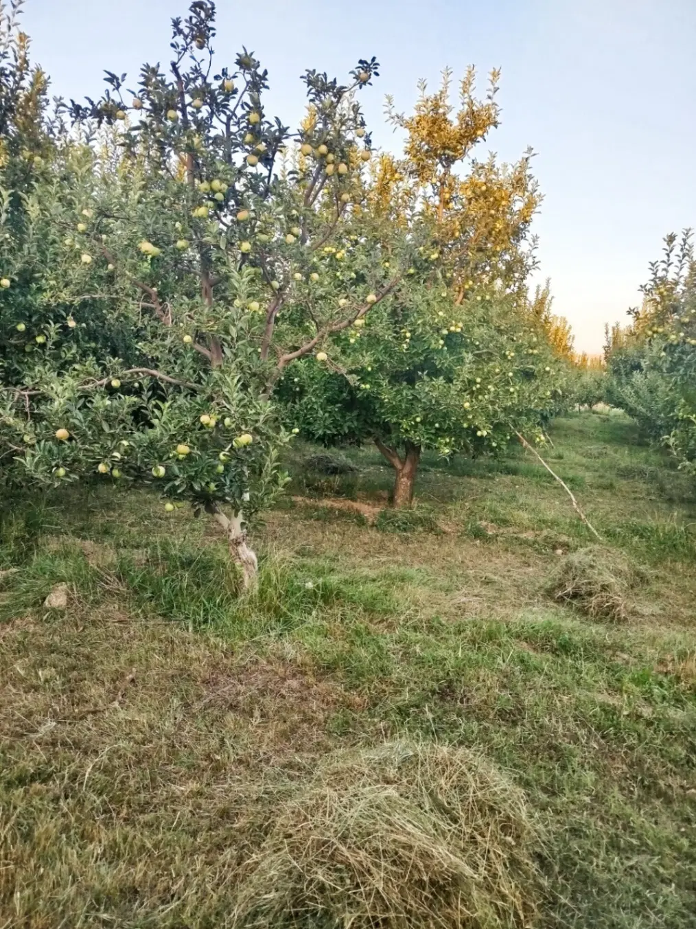 باغ سیب