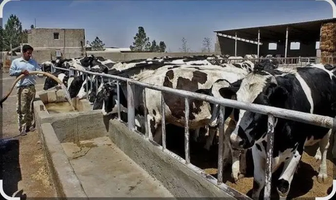 اجاره دامداری ۱۵۰۰متری