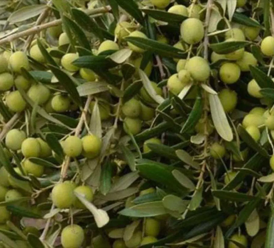 باغ کشاورزی زیتون