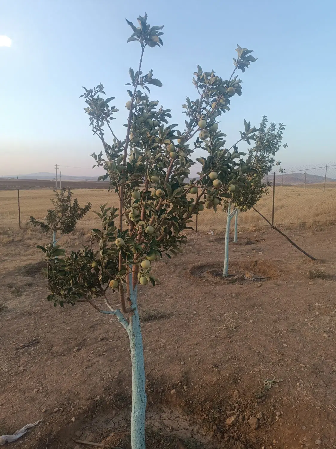 باغ فروشی