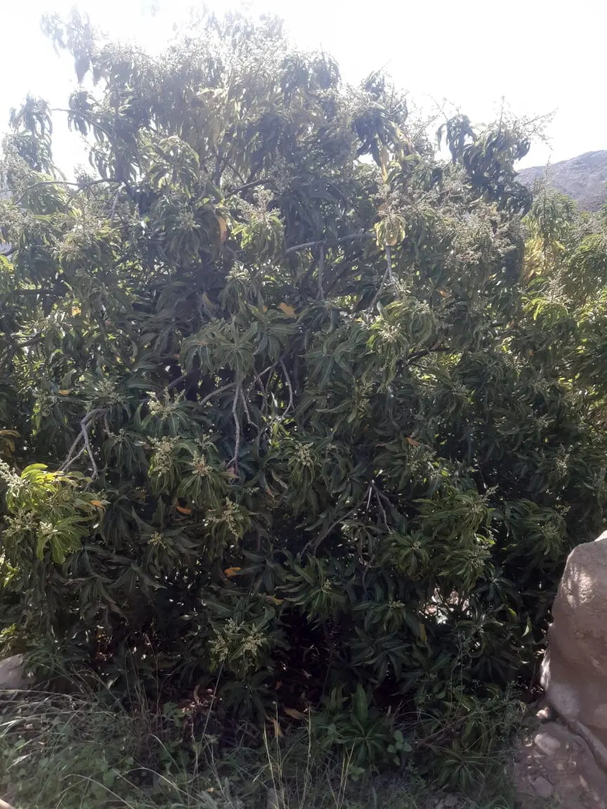 باغ سیاهو