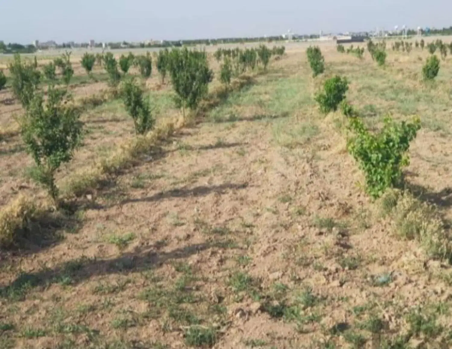 زمین باغچه مهندسان صفادشت