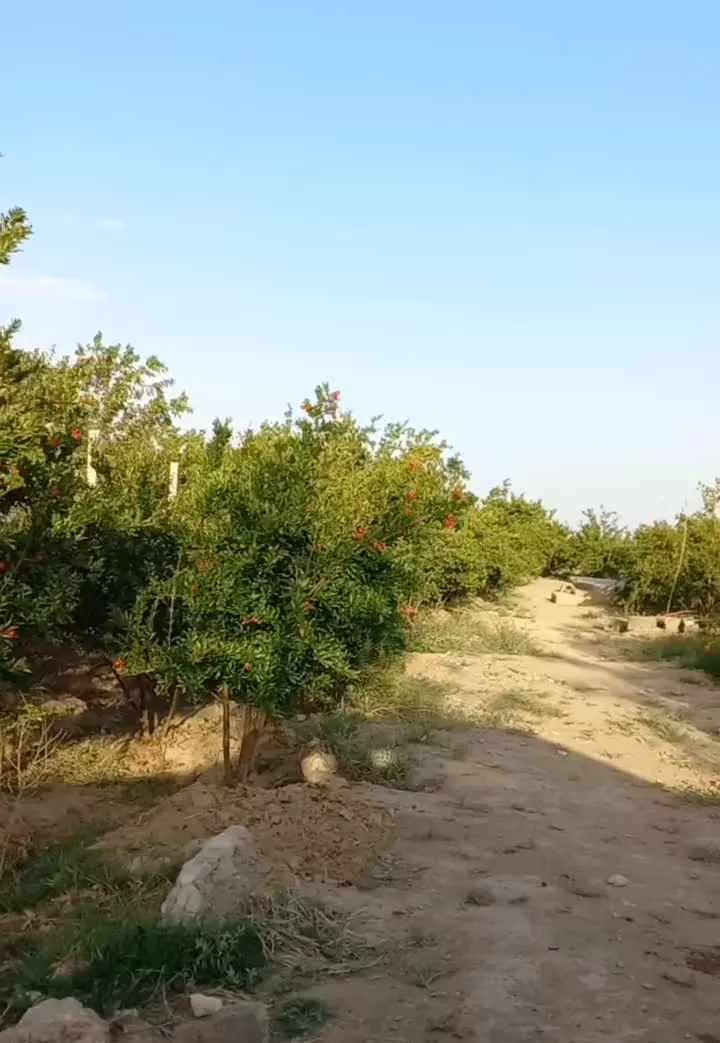 فروش باغچه۷۵۰متر