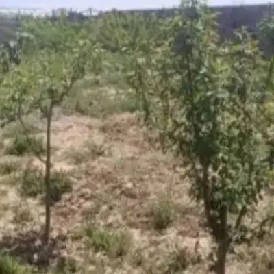 ۲۰۰متر زمین چاوان