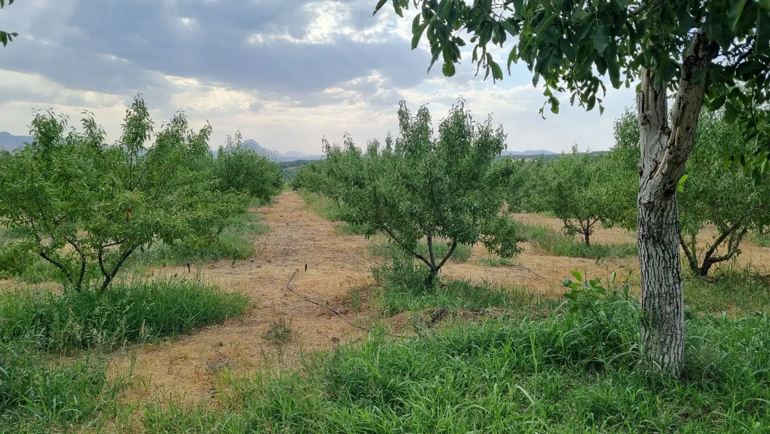فروش باغ بارور +آبیاری قطره ای