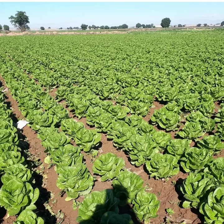 اجاره زمین کشاورزی