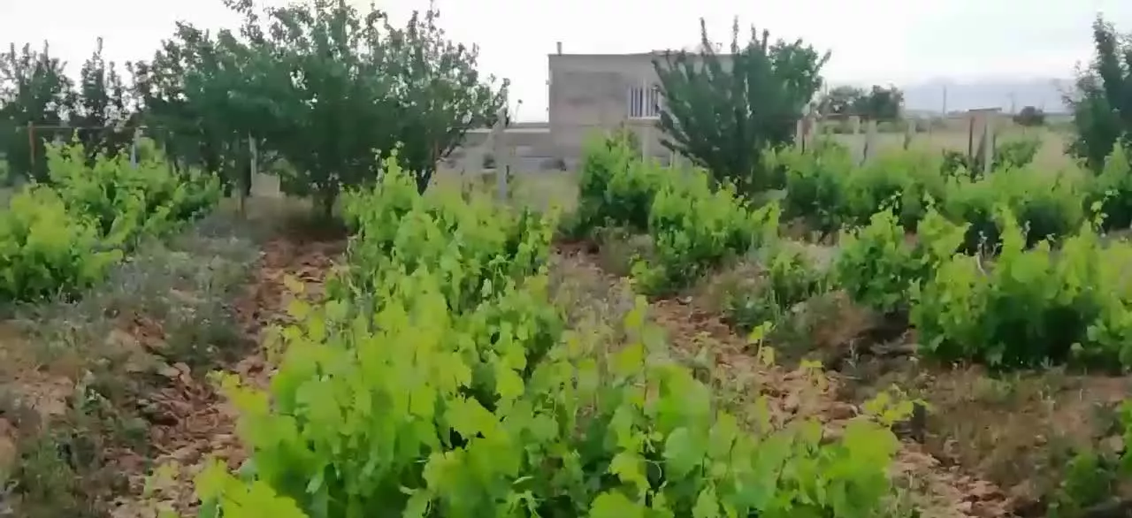باغ انگور بحرجاده چسبیده به روستای نورین