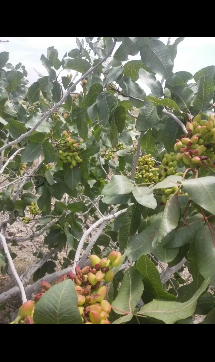 یک شبانه روز چاه پسته