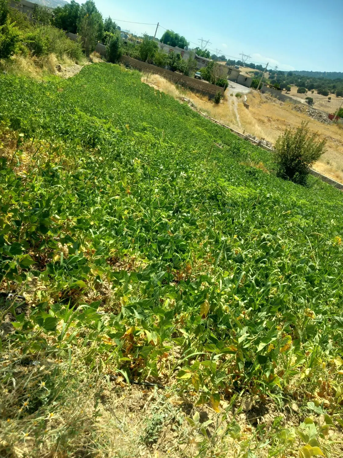 زمین در روستای فیروز آباد یاسوج