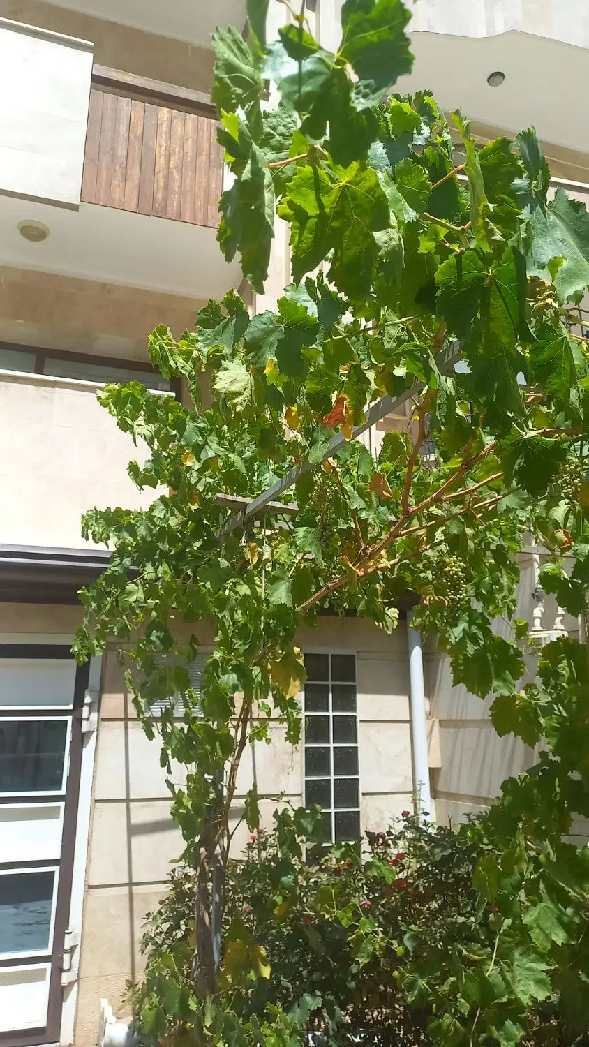 فروش آپارتمان ۵ طبقه  یکجا مناسب برای کلینک