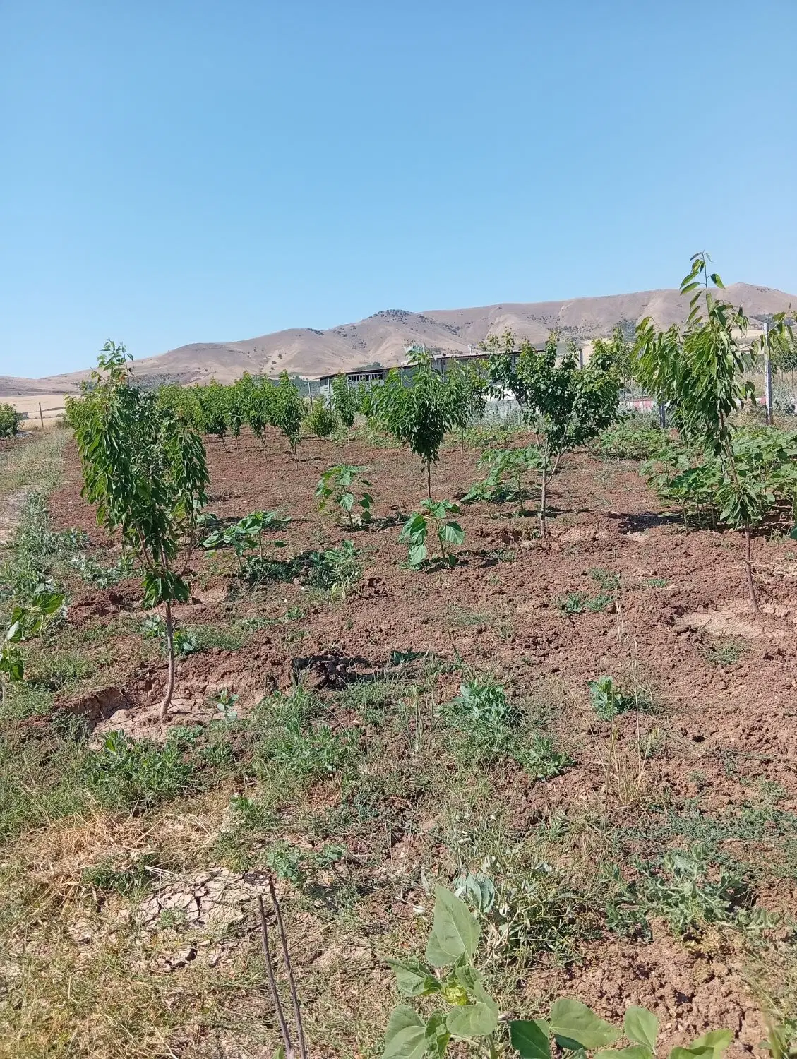 خانه باغ