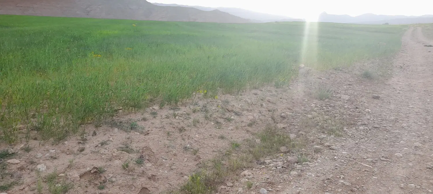 زمین پانصد متری واقع در زنجان شهر دندی
