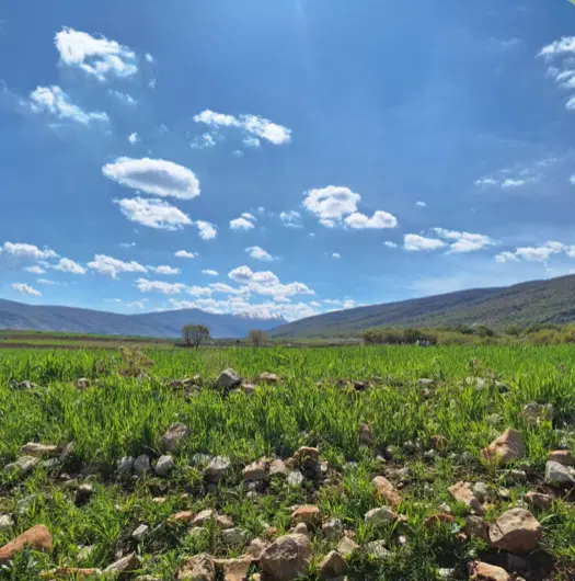 فروش زمین
