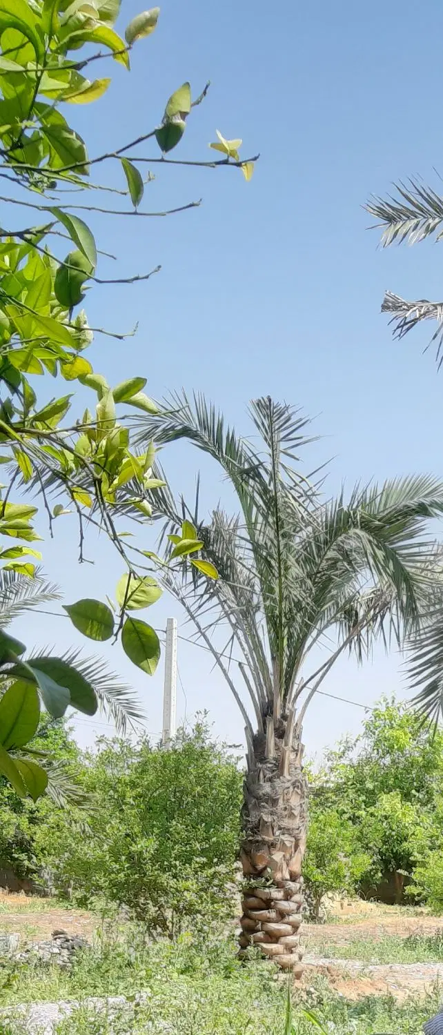 فروش باغچه