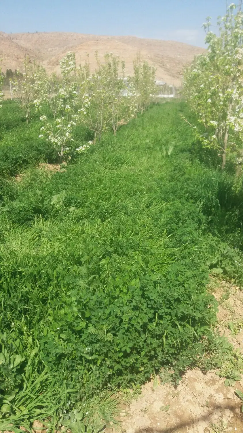 باغ گلابی وباغ گردو