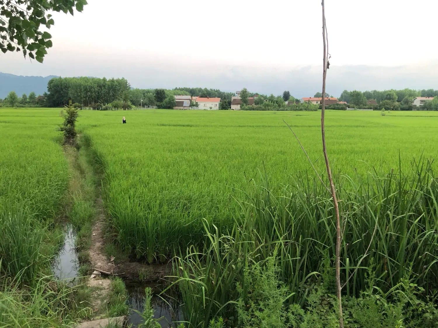 شالیزار سنتی