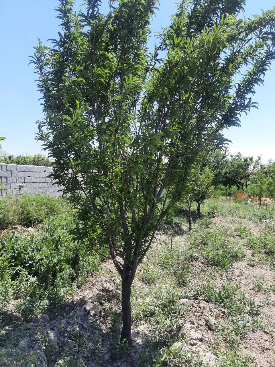 باغچه در جاده شهید کلانتری