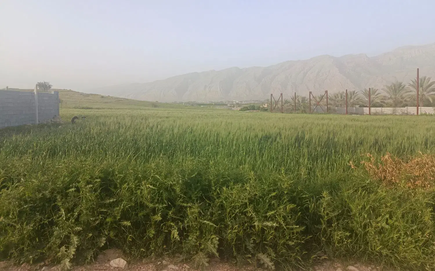 زمین