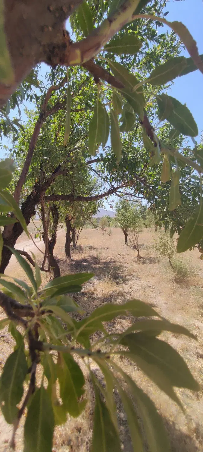 باغ بادام به متراژ ۳۲۰۰ متر روستای سیمین زاغه