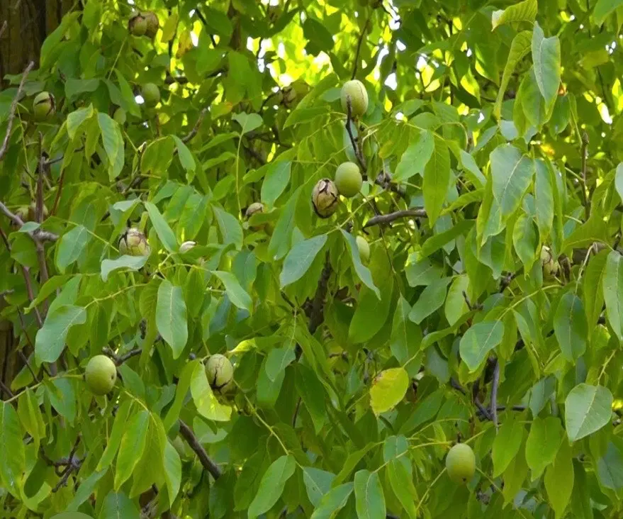 زمین زراعی ییلاق لاکه