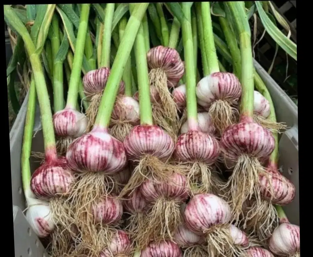 اجاره زمین برای کاشت سیر شراکتی