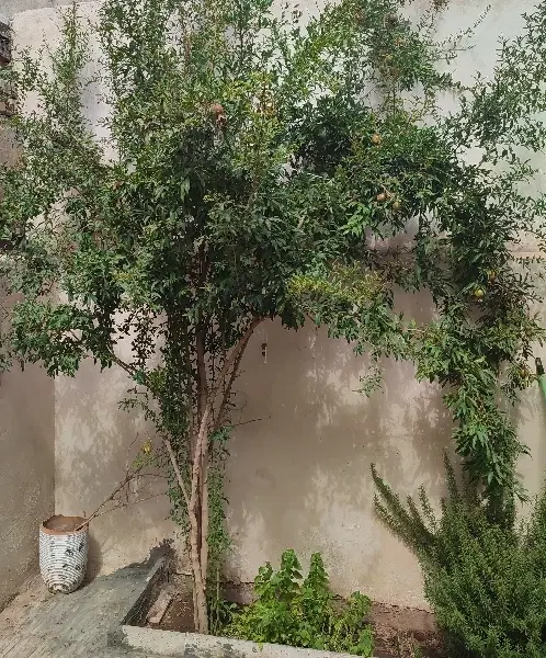 خانه 100 متری  اول فرون آباد