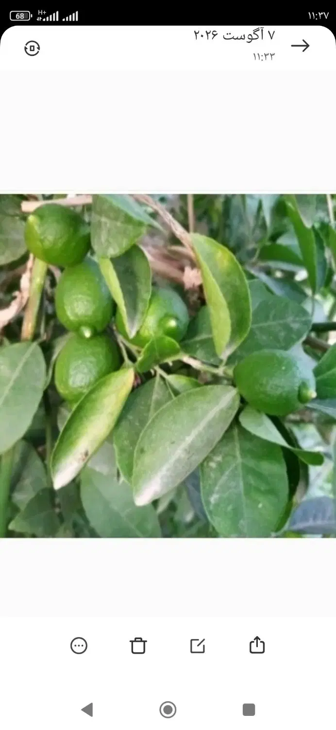 فروش باغ