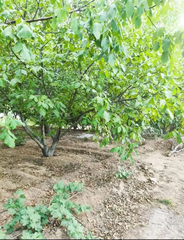 فروش باغات میوه  مناسب سرمایه گذاری وتفریح