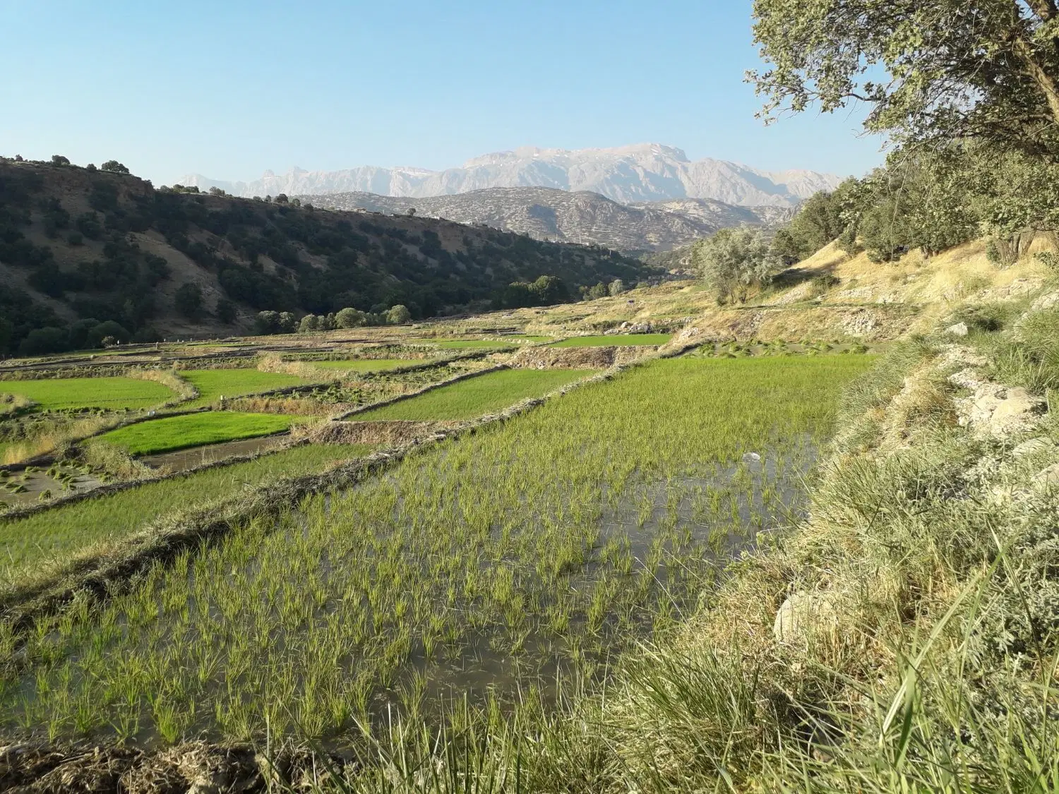 زمین در کریک