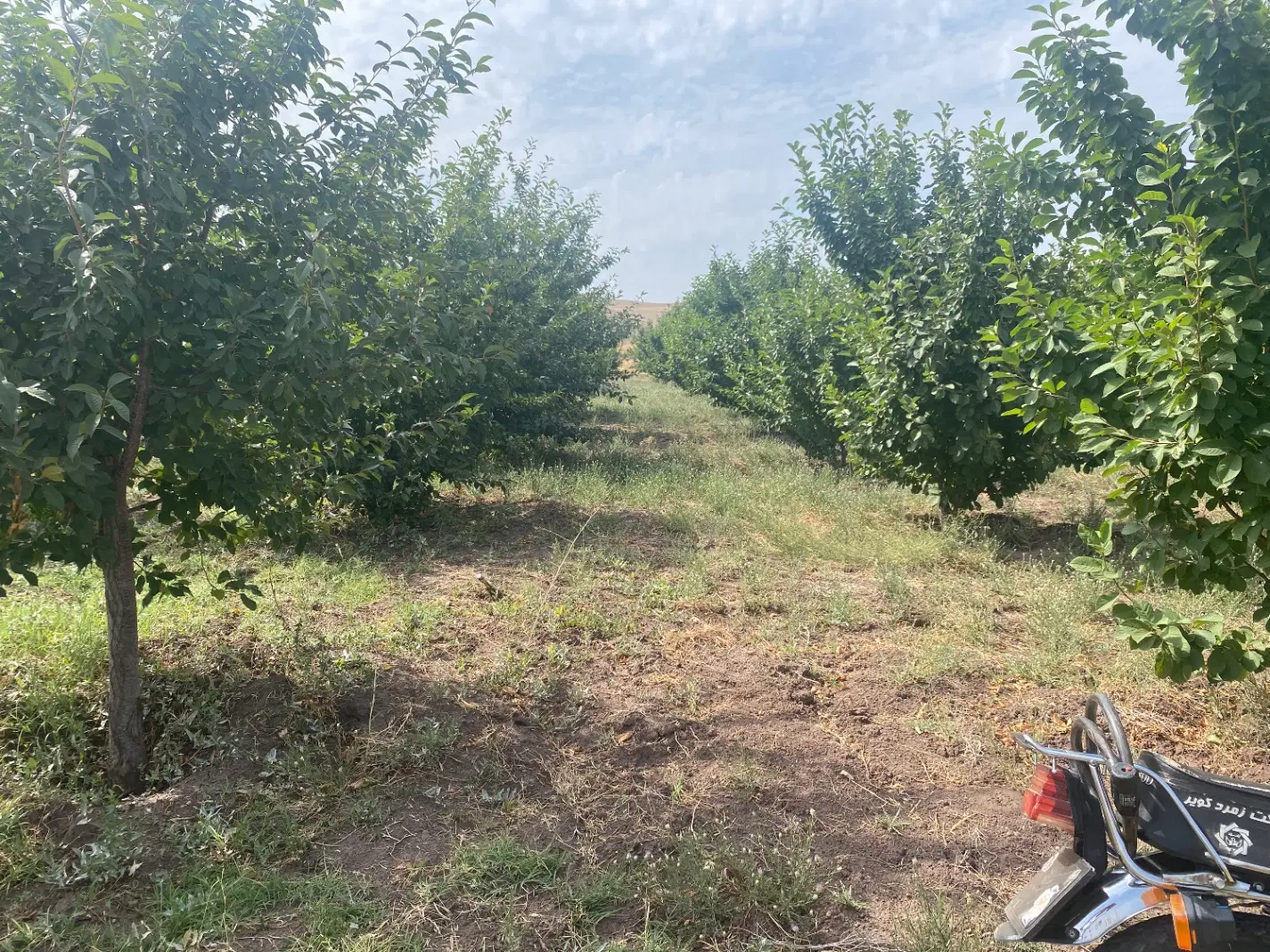 باغ دریابک زرشک