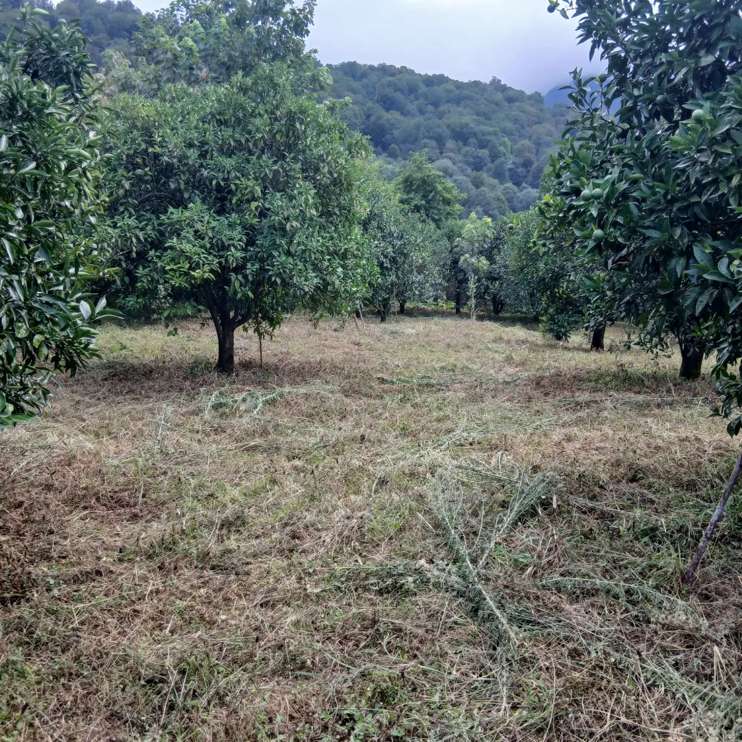 زمین باغی کوهپایه