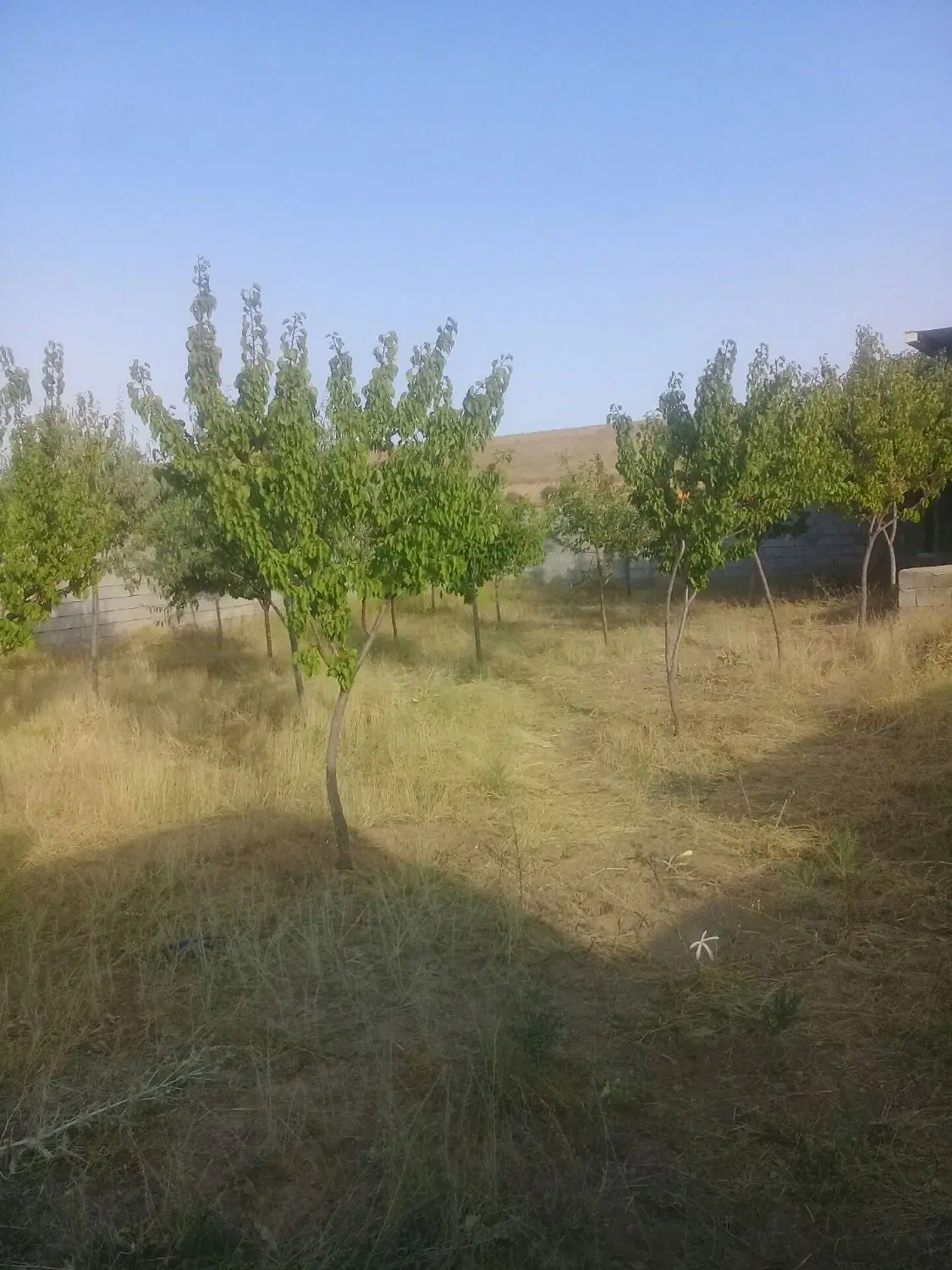 ملک باغ روستای زین آباد480متر.