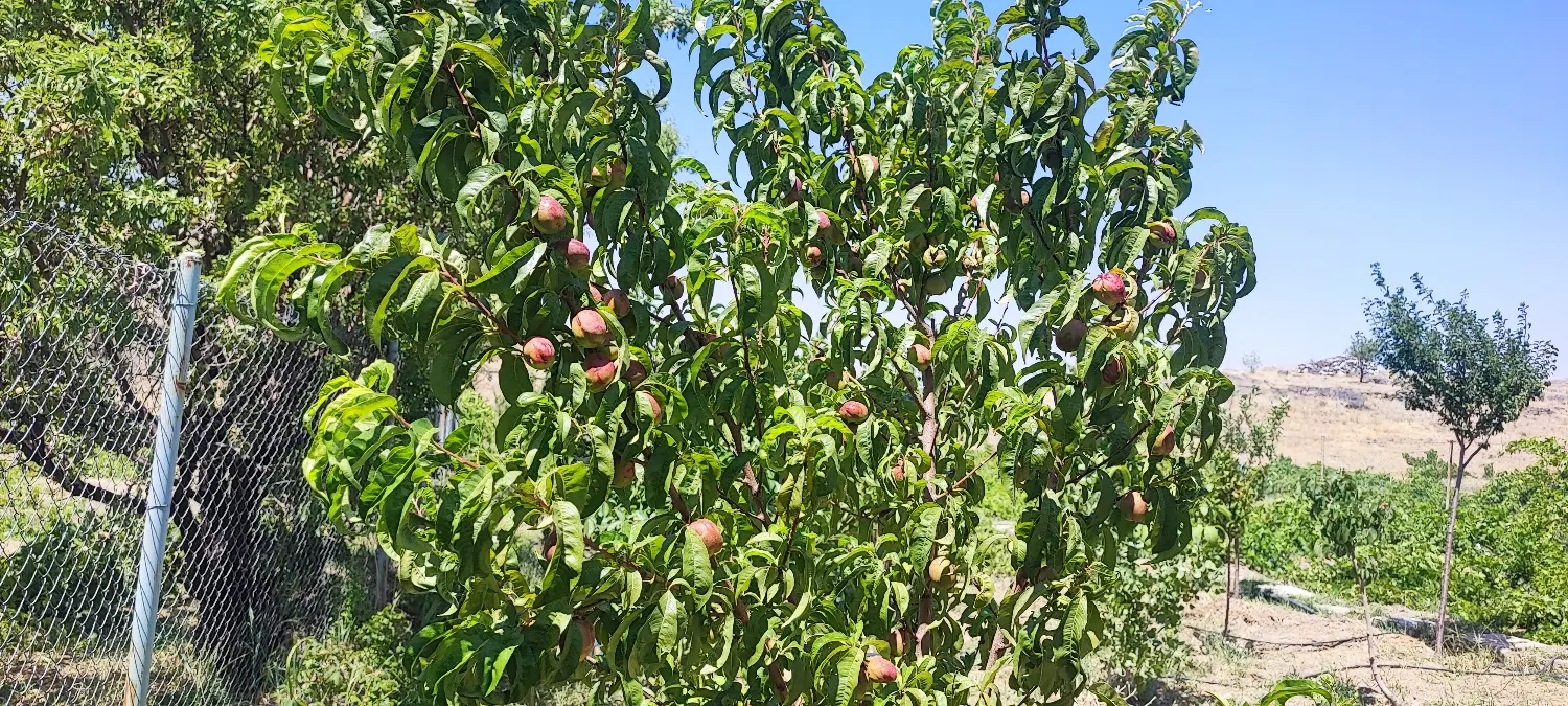 فروش باغ در3کیلومت زنجان