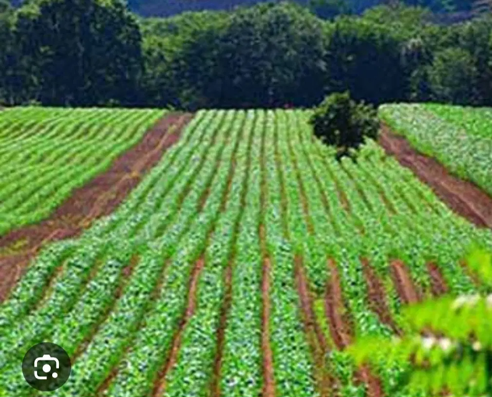 یک قطعه زمین کشاورز