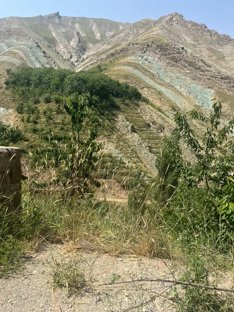 زمین
