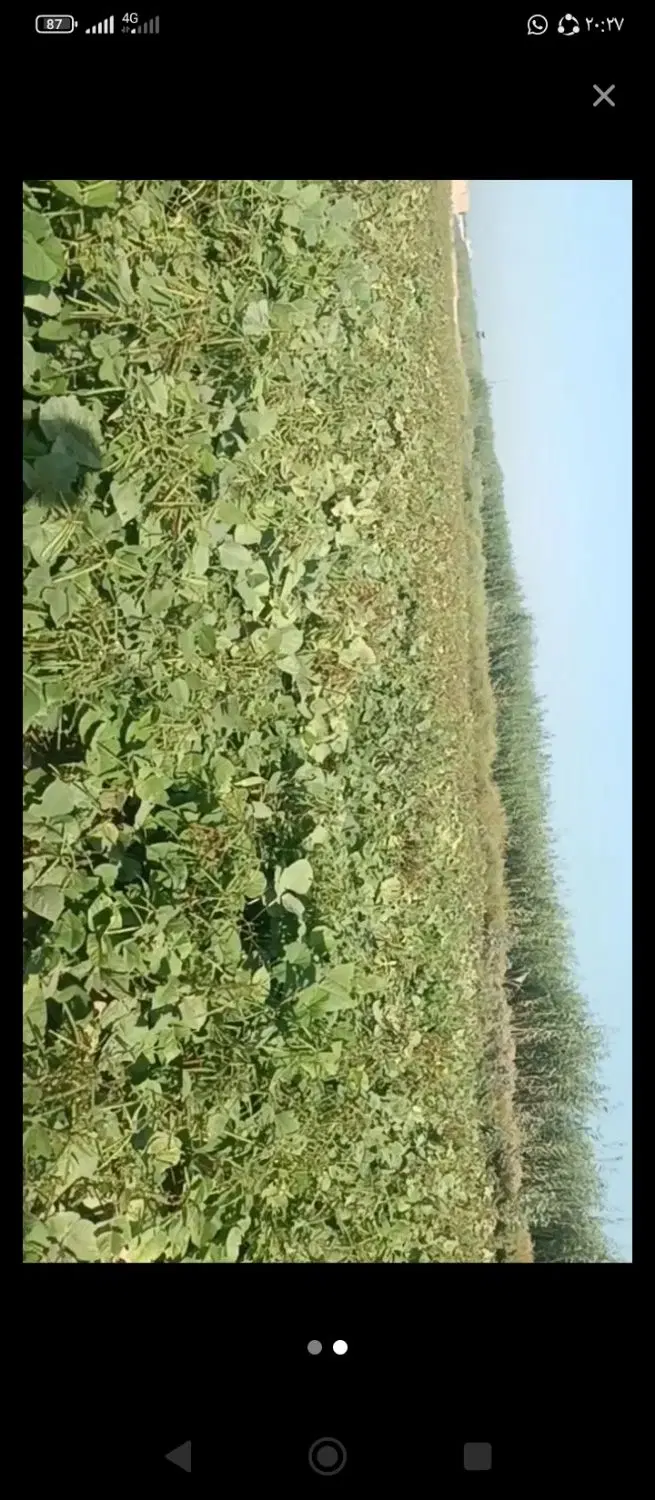 یک هکتار نیم ماش برای گله دار