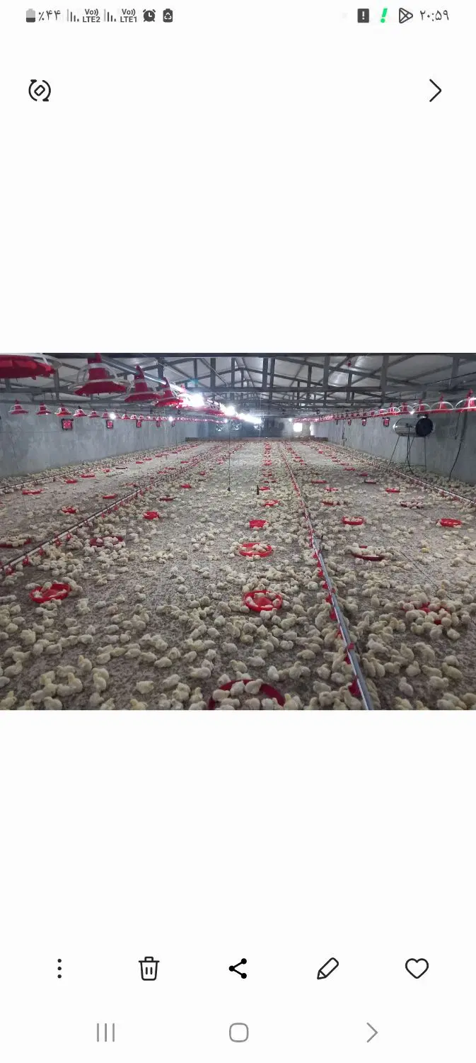 مرغداری فروشی ۱۰۰۰۰مرغ گوشتی