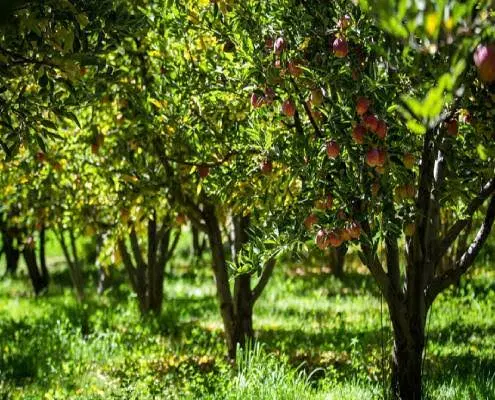 باغ کشاورزی