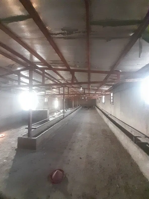 دامداری ۵۰۰ راسی بره پرواری بامجوز