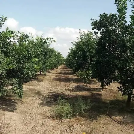 زمین کارگاهی وباغی