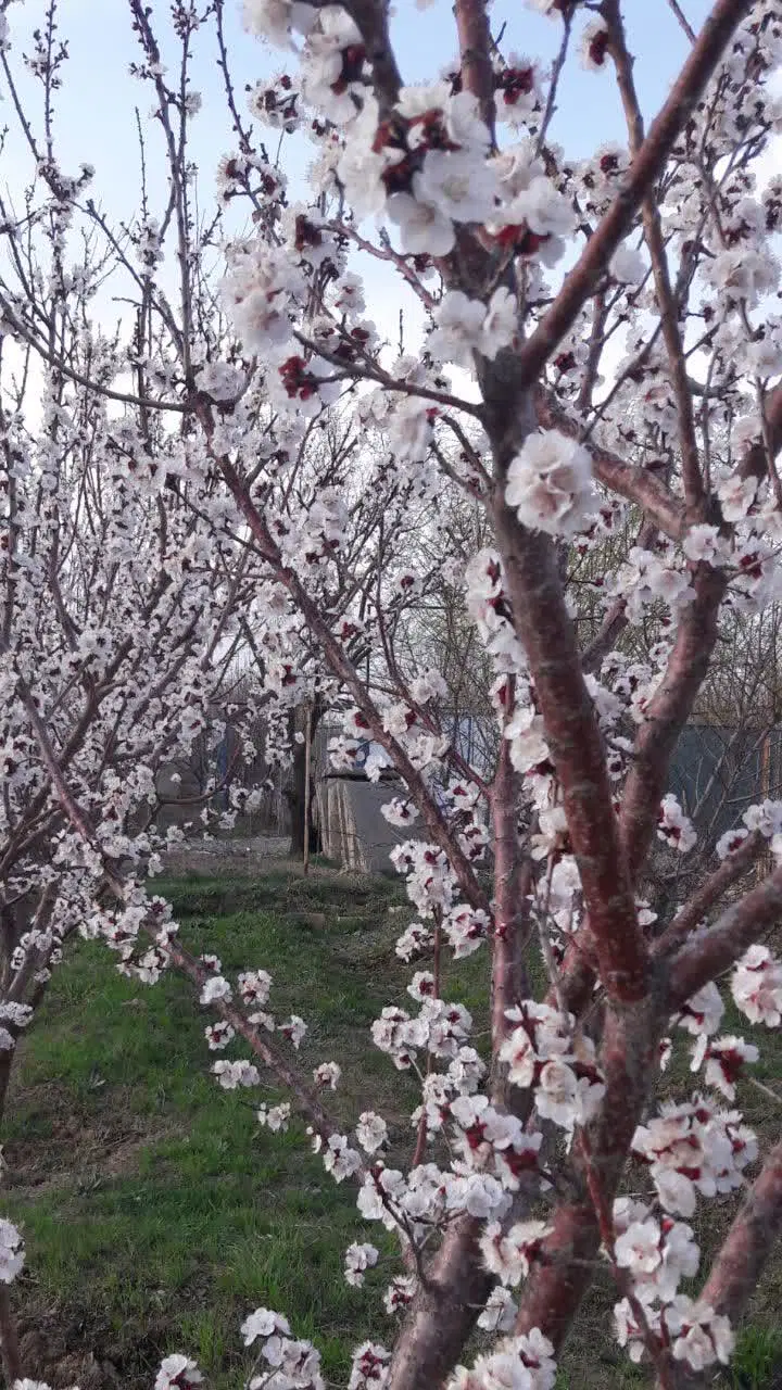 باغ حاجی اباد اراک