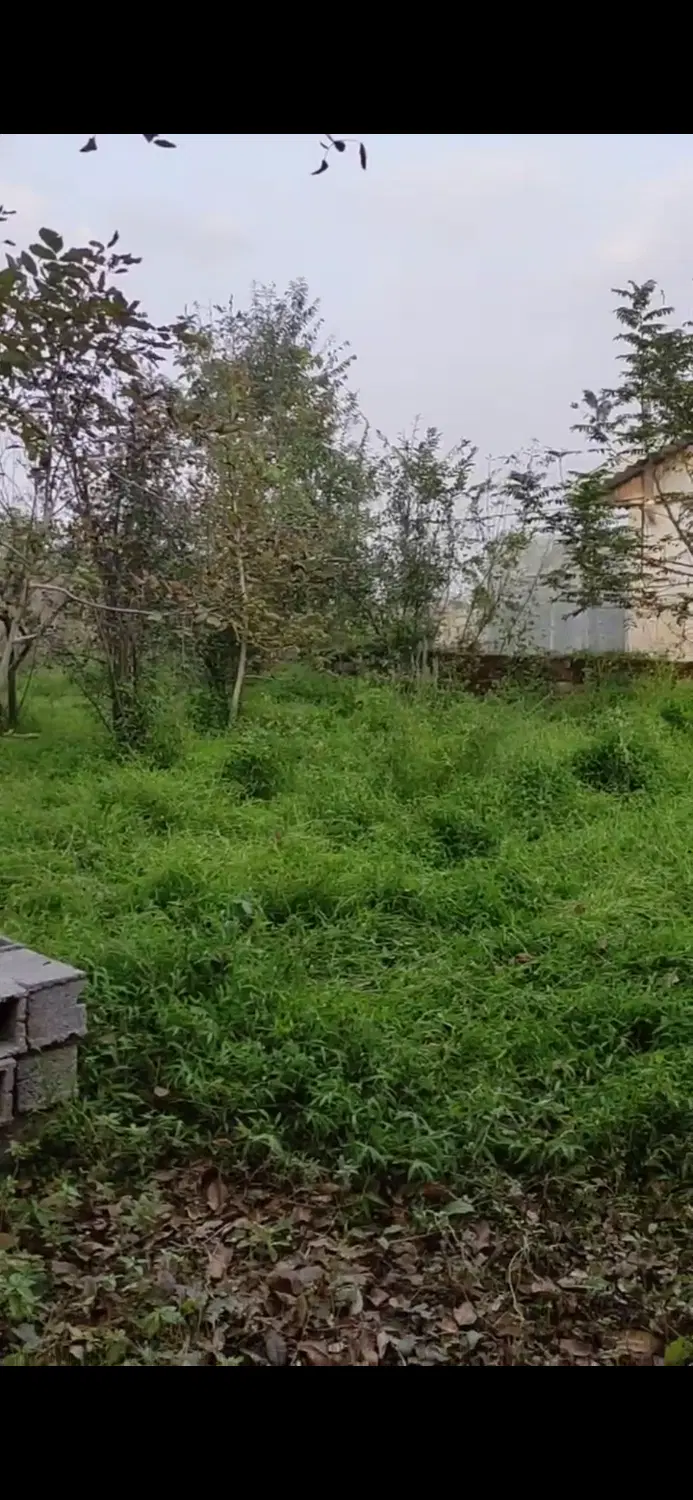 ۵۰۰متر زمین مسکونی با سالن قارچ