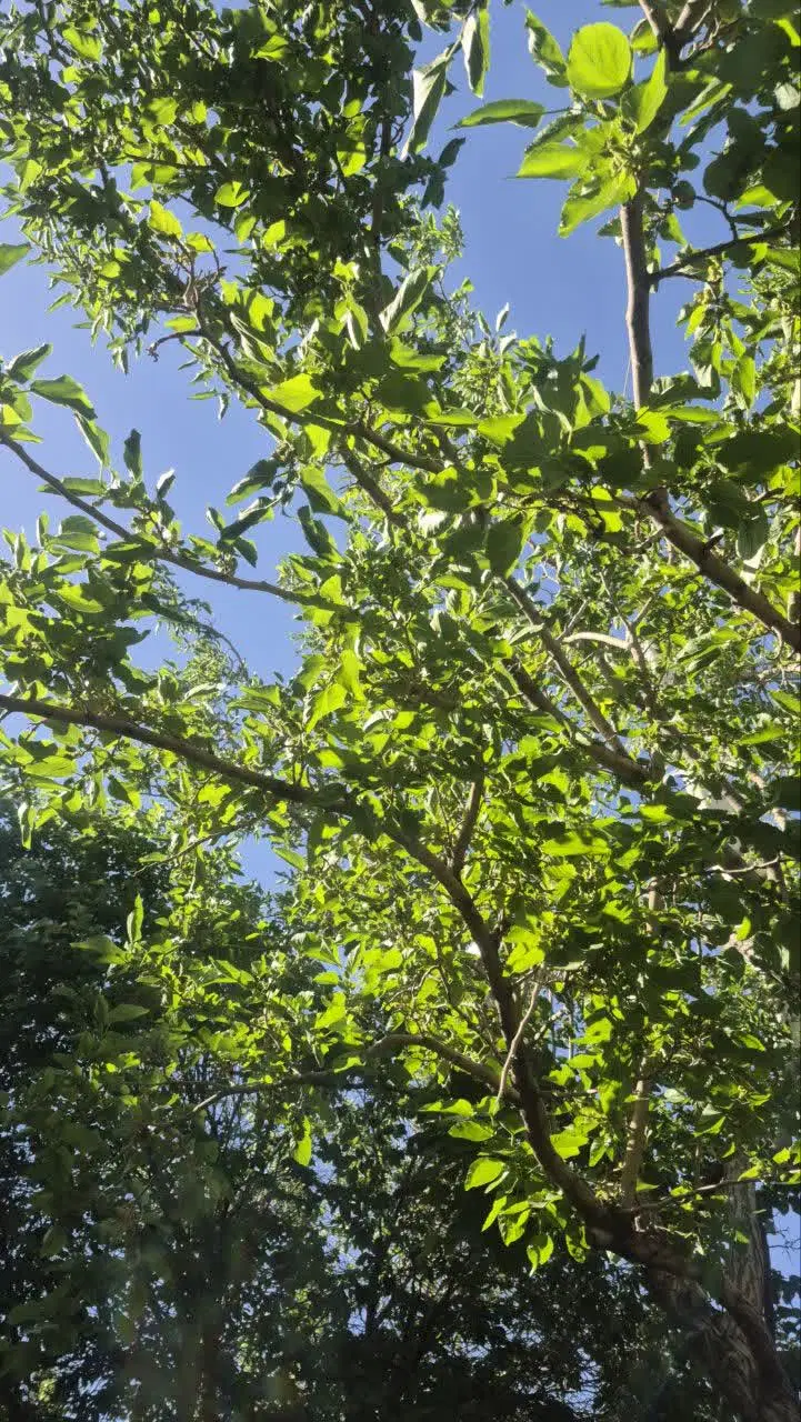 فروش زمین واقع در گلپایگان