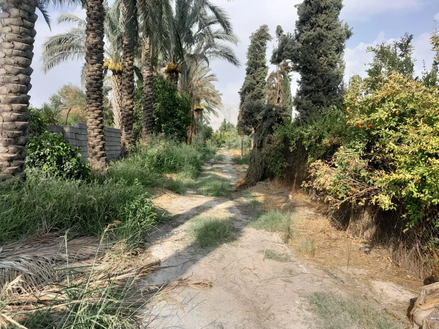 فروش باغچه با موقعیت عالی