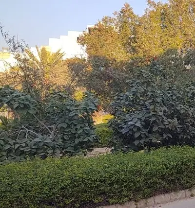 زمین در فلکه جهاد