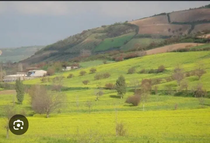 زمین کشاورزی کفشگیری