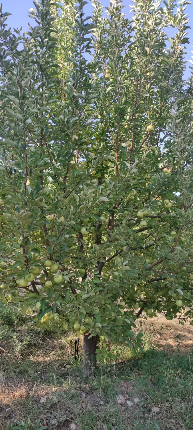 اجاره باغ سیب