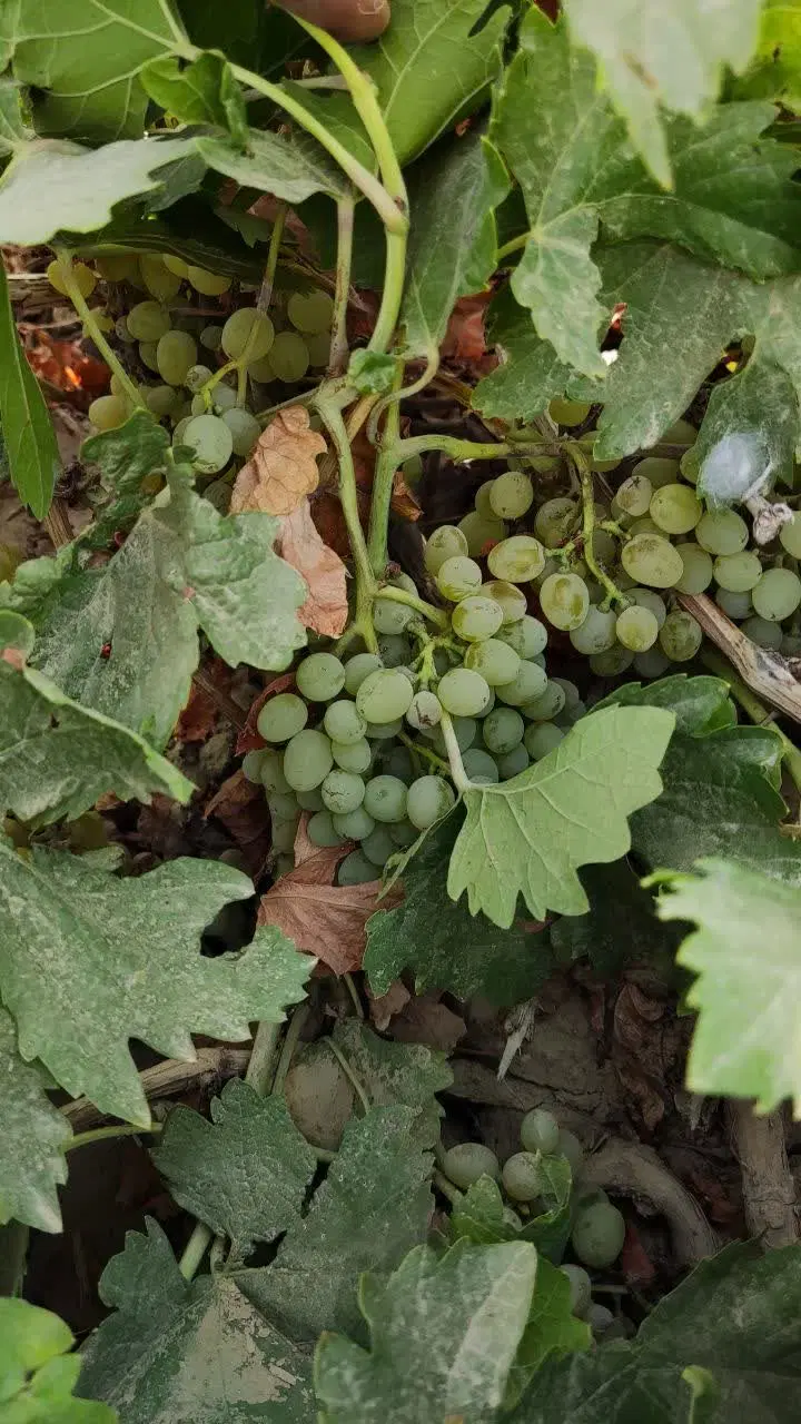 فروش باغ میوه ۱۰۴۰ مترمربع روستای سراورکوچه قائم