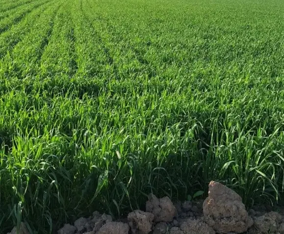 اجاره زمین کشاورزی