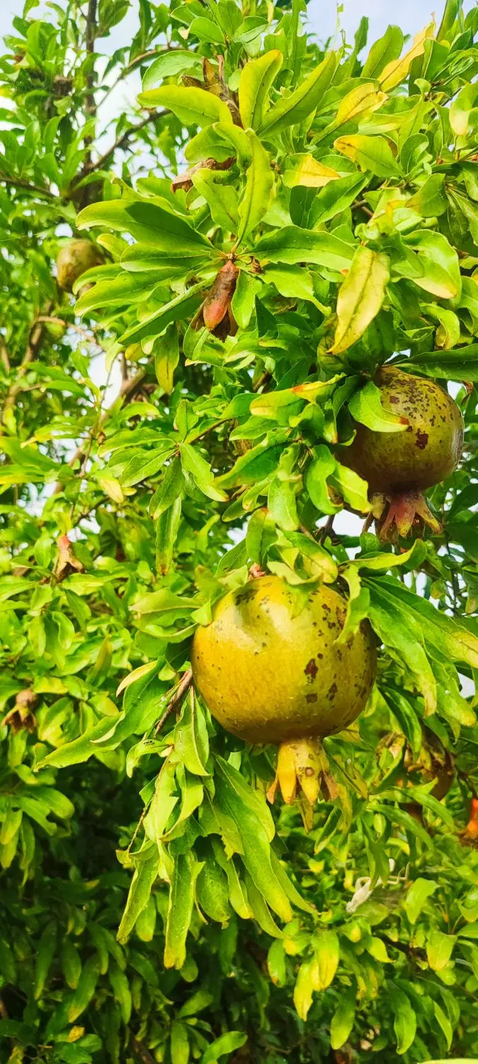 زمین باغ 150مترامتیازآب فنس کشی آماده سنددار